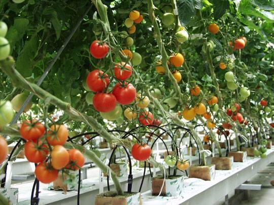 Thông báo đơn hàng Nông Nghiệp trồng rau củ quả