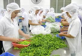 Tuyển gấp 40 lao động Nữ chế biến thực phẩm